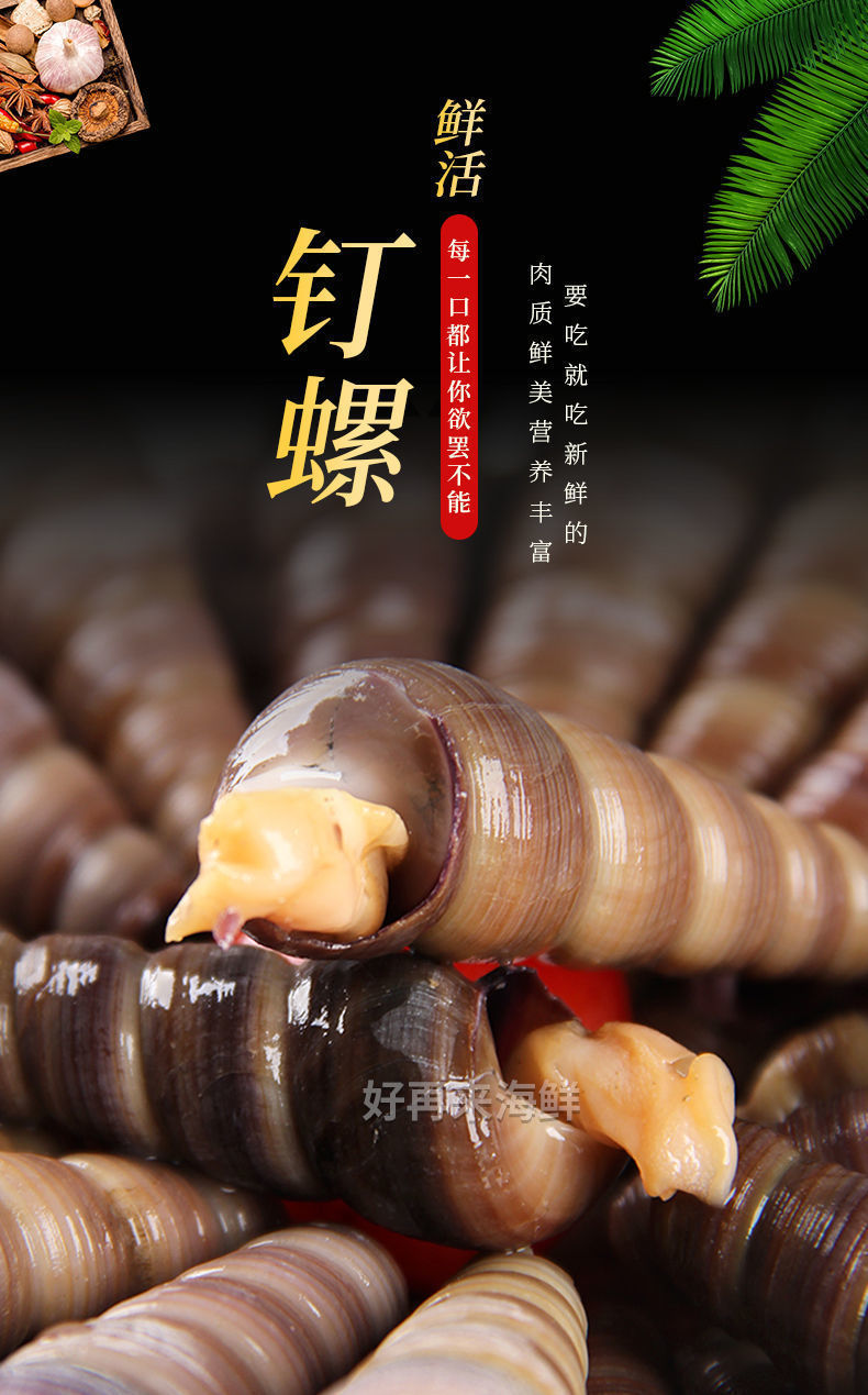 鲜活去尾钉螺特大海螺丝自家海捕干净无沙海螺整件海锥批发 精选去尾