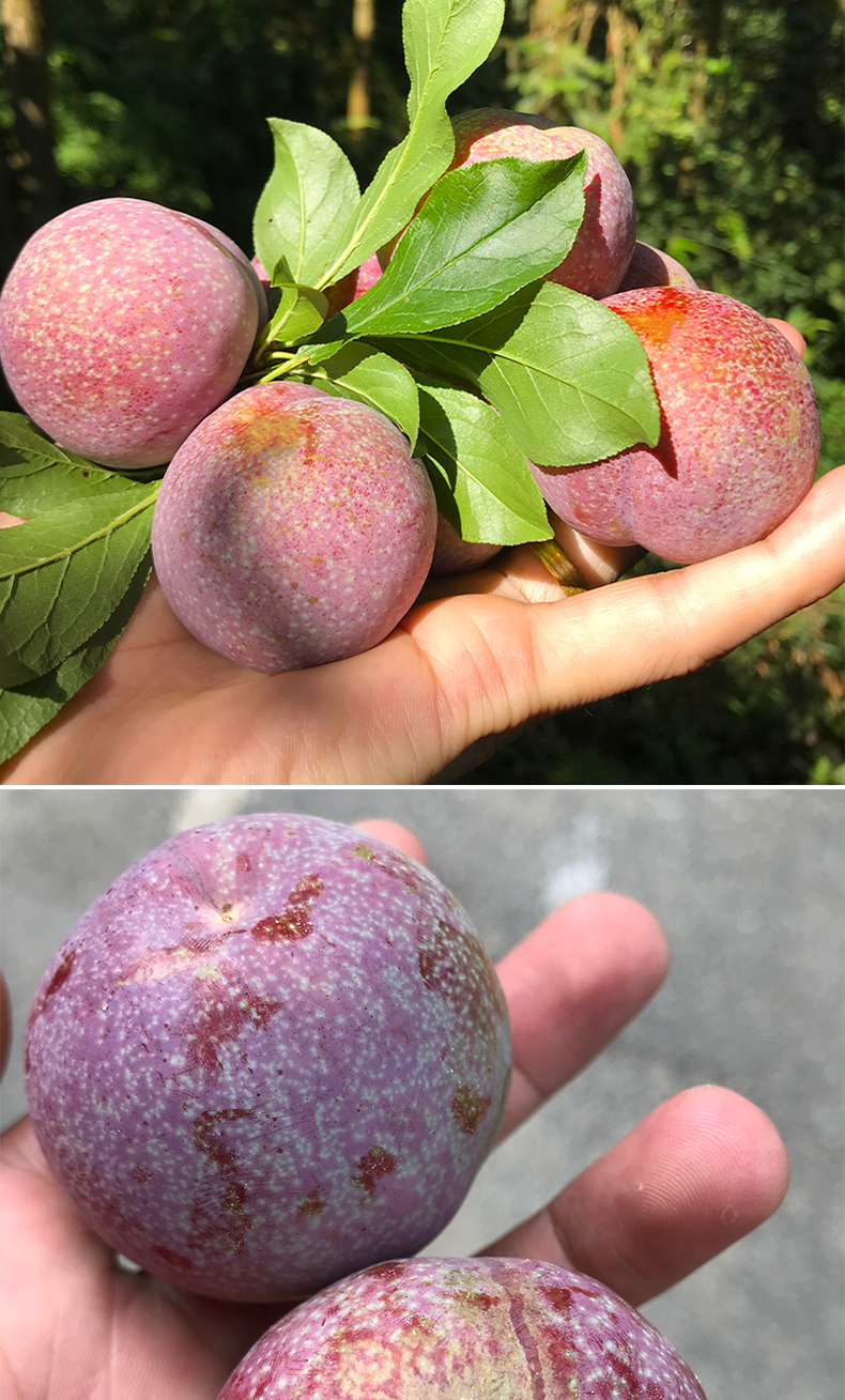 国产包装形式:箱装特产品类:钱排三华李类别:李品种:三华李商品毛重