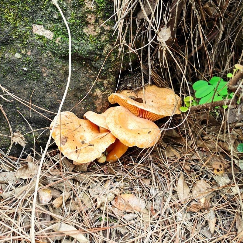 樅菌新鮮野生菌蘑菇樅樹菌寒菌三九菇重陽菌雁鵝菌小骨朵過水真空包裝