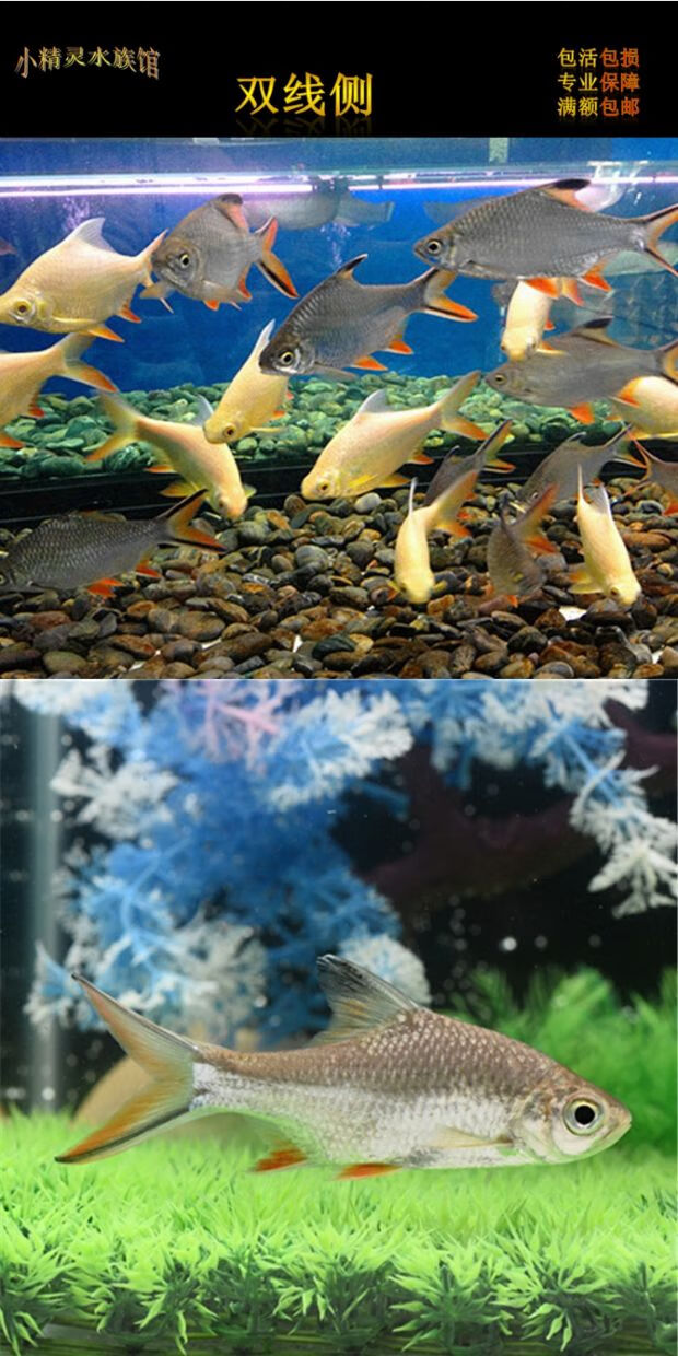 双线侧 泰国鲫 热带鱼观赏鱼水族宠物活体鱼 大型群游鱼冲钻特价 19