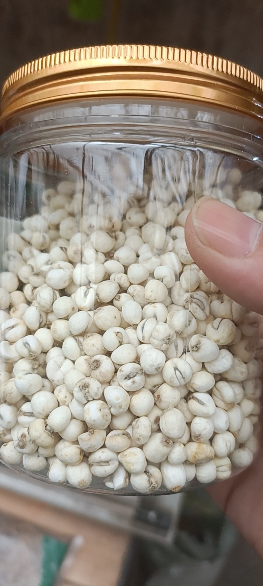 川贝之松贝珍珠贝川贝母四川特产高山特产豆贝川贝母儿童内廷上用