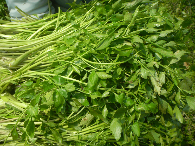 鲜美惊 现采现发野生水芹菜 新鲜野芹菜湖南当季生鲜野菜1/3/5斤