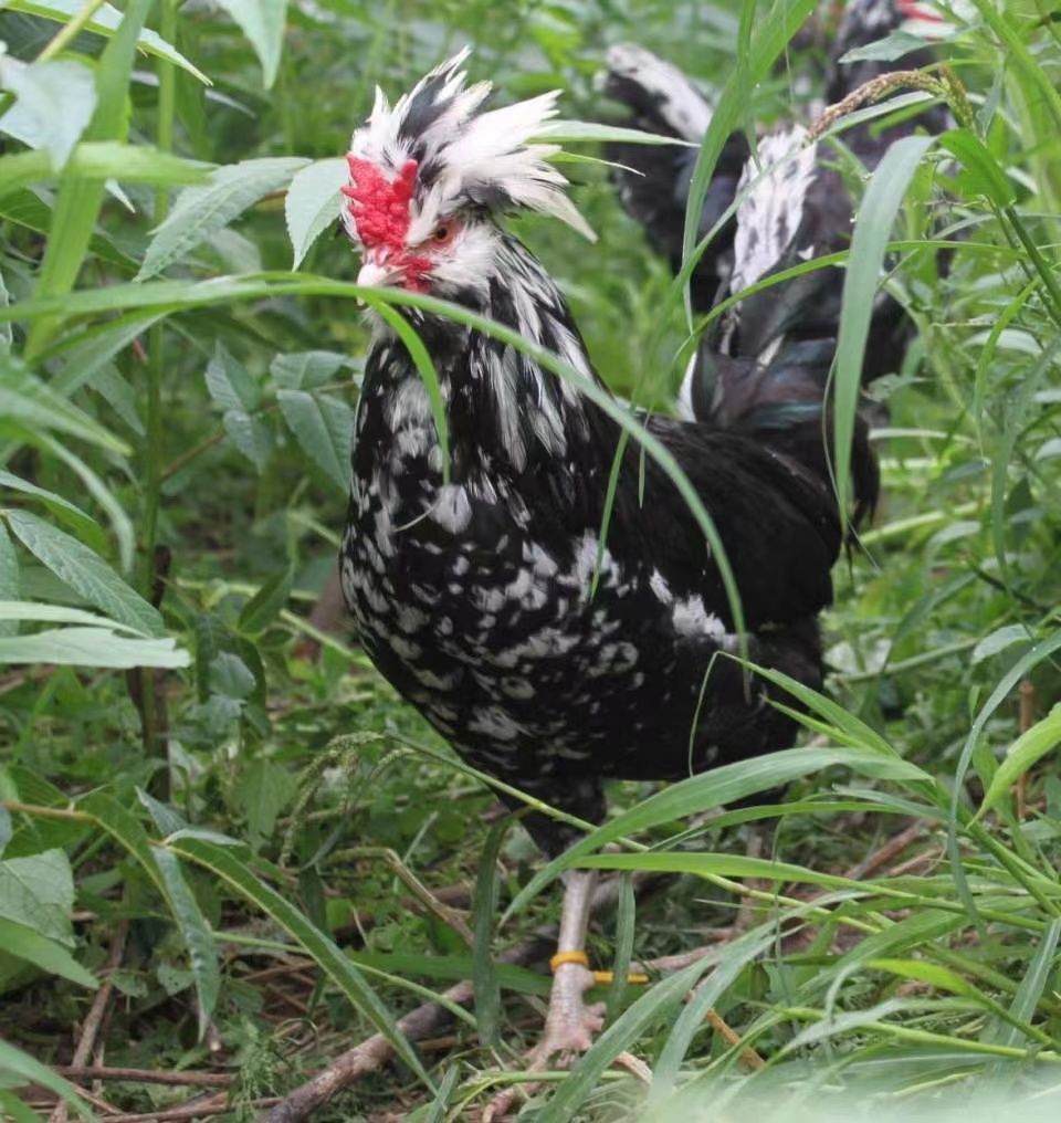 正宗疫苗齐全散养6-7两左右贵妃鸡疫苗齐全技术指导包活到家 6-7两贵