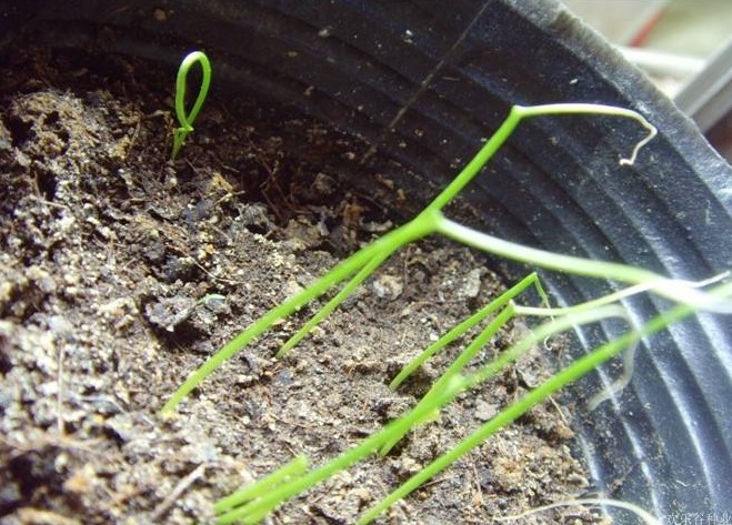 四季小葱种子小香葱种籽室内阳台盆栽葱蔬菜孑种苗分葱农家蔬菜籽 四