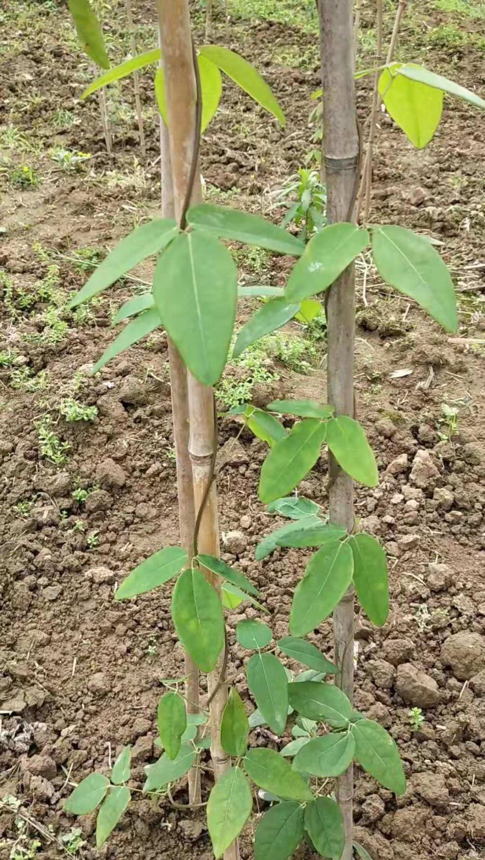 八月瓜樹苗果當年結果野生三葉木桶四季種植南方八月炸青皮當年果買一