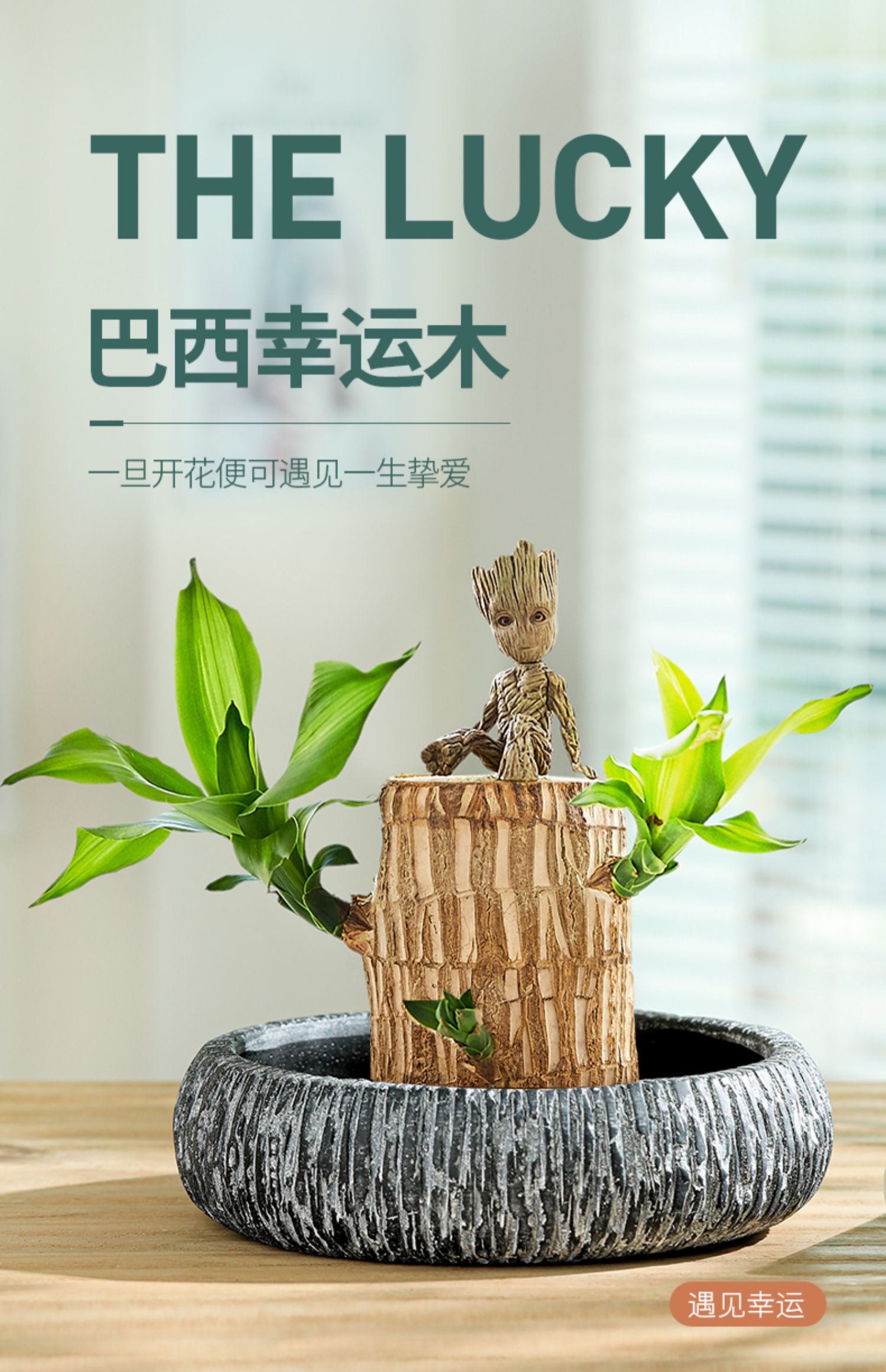 巴西木格鲁特水养幸运木水培植物办公室内四季绿植巴西木带芽发货塑料