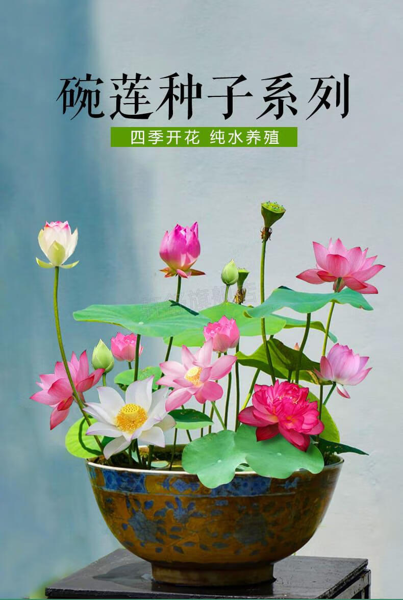 碗莲水培植物花卉室内花好养四季开花种子籽水养荷花盆栽客厅睡莲巴黎