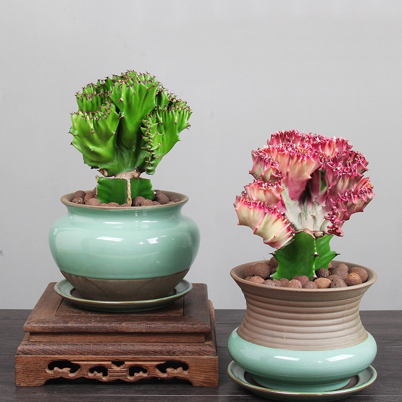 彩麒麟盆栽仙人掌室内客厅春峰绿植多肉植物旺宅好养花卉金麒麟一颗不