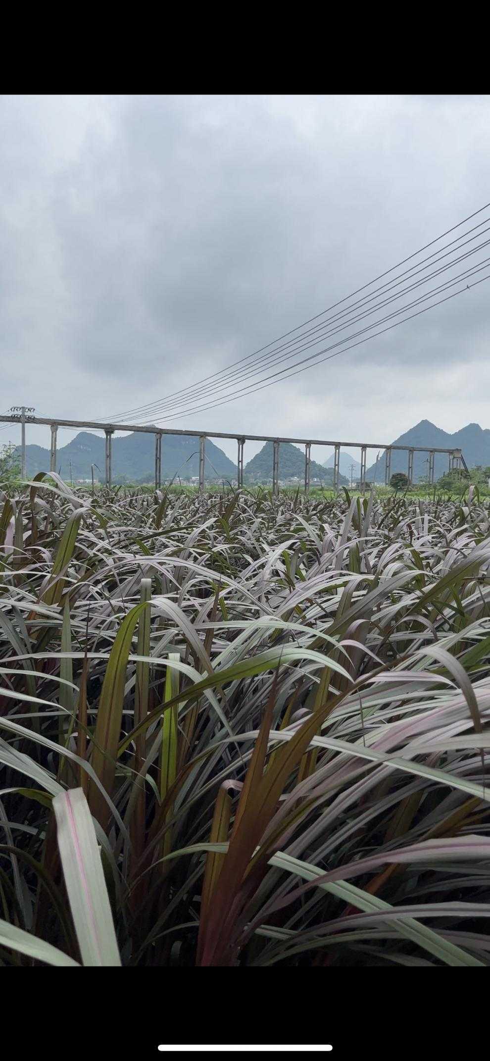 紫象草高产牧草四季多年生牧草种节物资牧草种自产销高产南北多年生