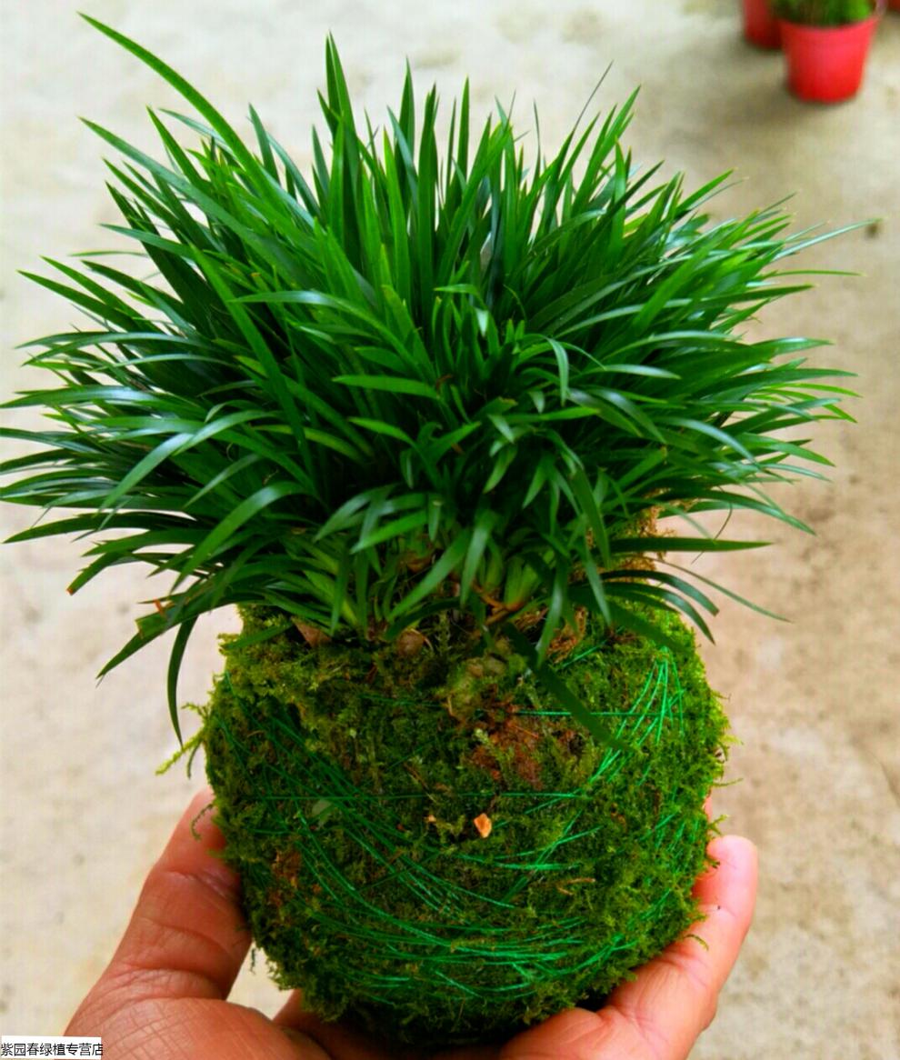 盆景野生石菖蒲水培提根老桩小叶雀舌皱皮黄杨 2颗苔藓球小叶赤楠植物