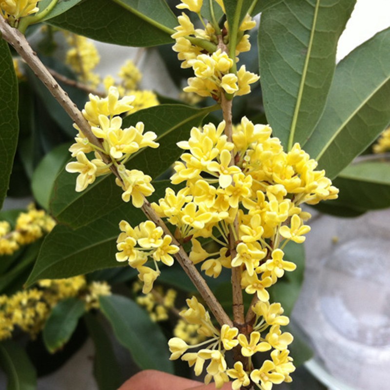 桂花树嫁接桂花树庭院绿植花卉盆栽地栽室内浓香型八月桂10公分粗
