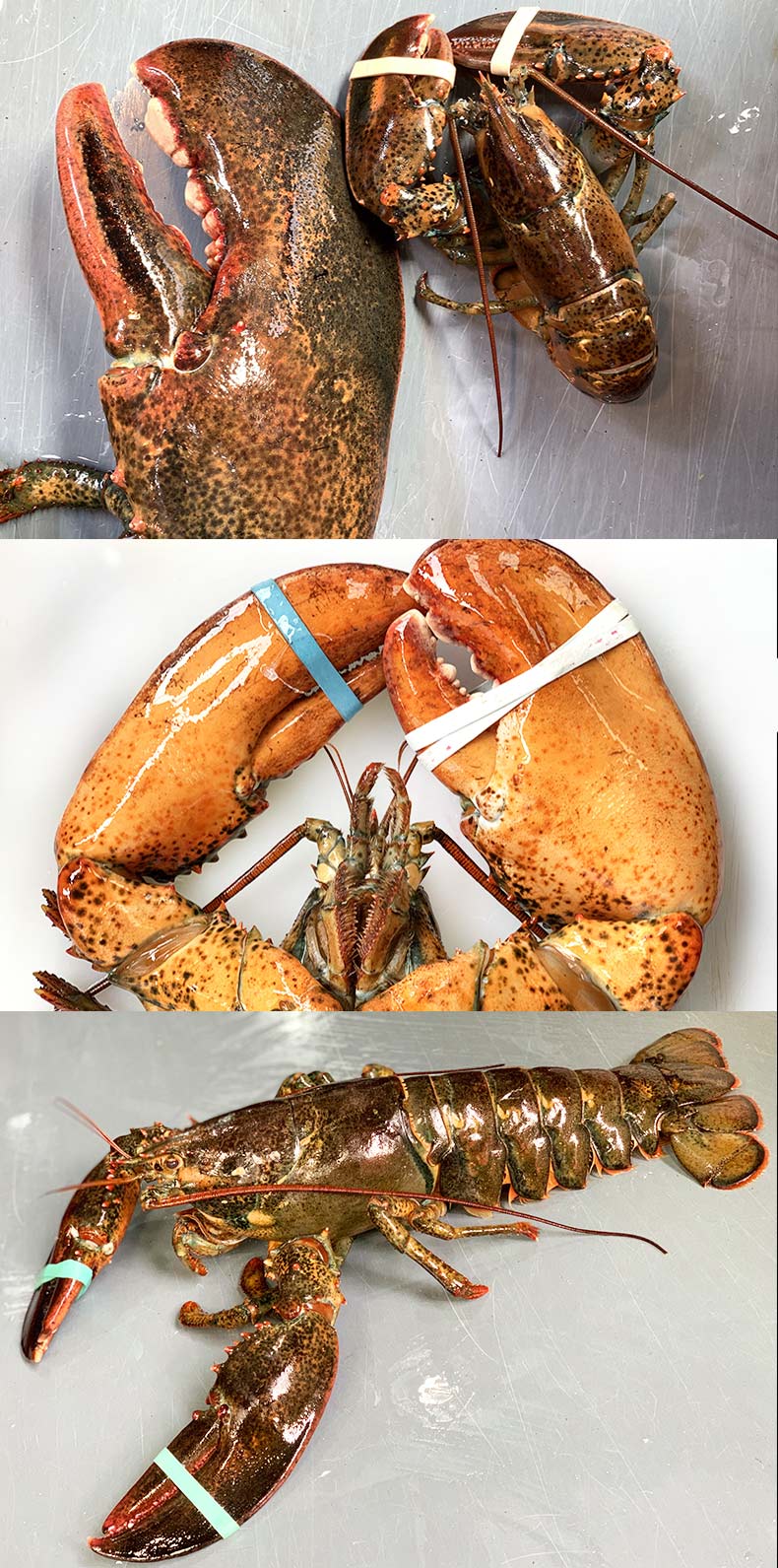 鲜活速冻超大龙虾波士顿大波龙澳洲特大海鲜水产宏嘉睿1500g