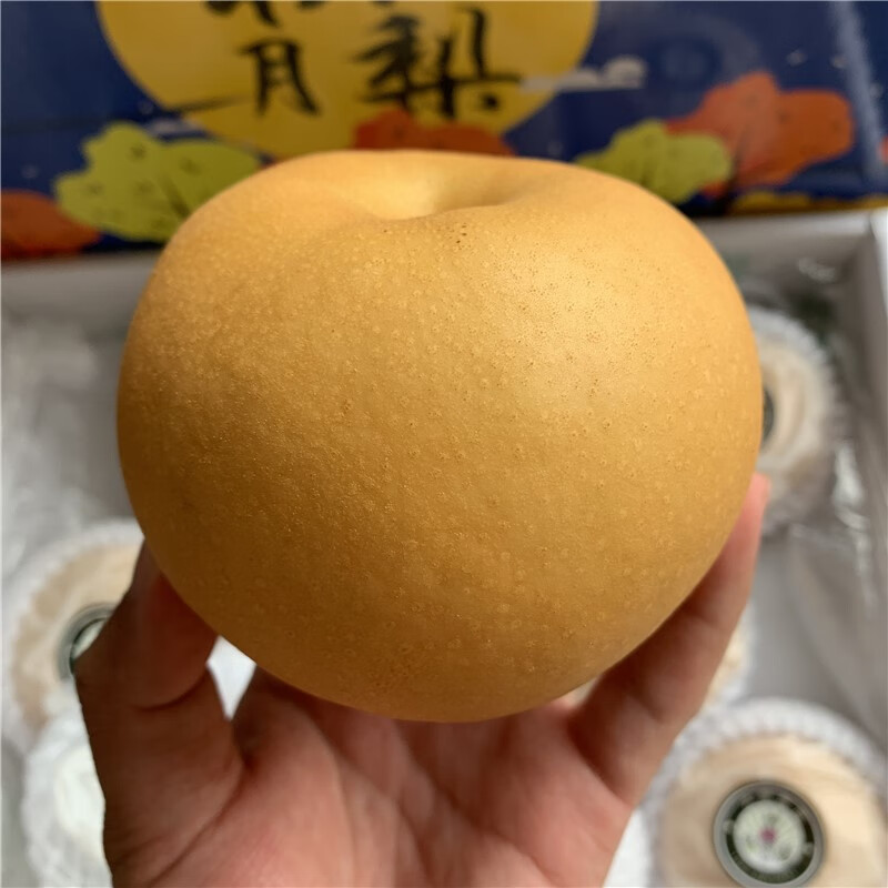 味蕾乐 山东莱阳正宗秋月梨新鲜羊脂冰糖梨脆甜无渣7斤特级大果一箱