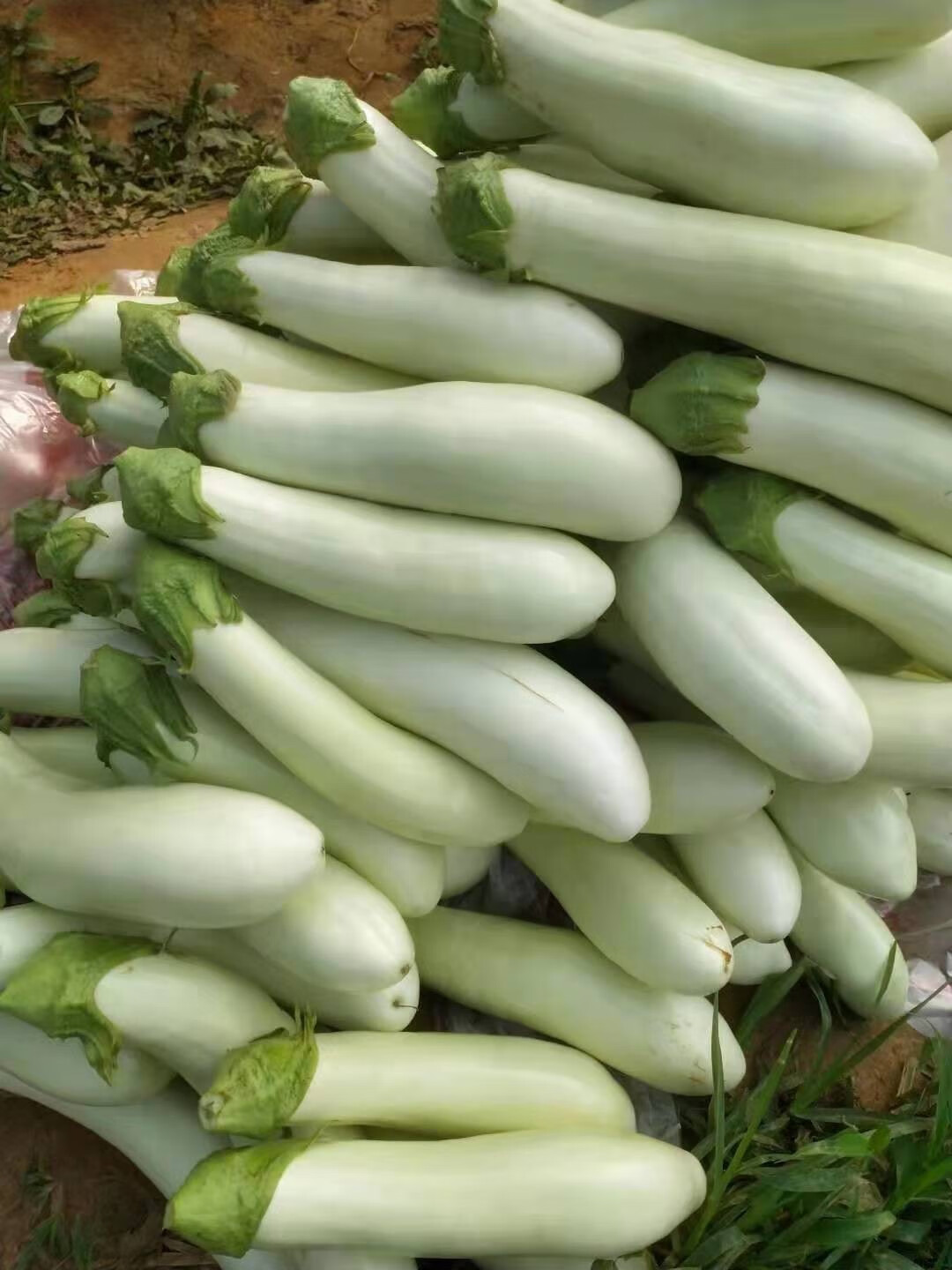 媚调广水特产余店白茄子当季新鲜蔬菜现摘现发白皮茄子3斤5斤 2500g【