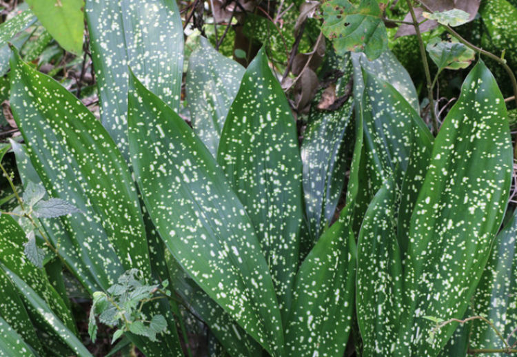 四川花粽叶大号大叶一叶兰矮粽叶地粽叶新鲜现割端午粽子叶粽叶子 50