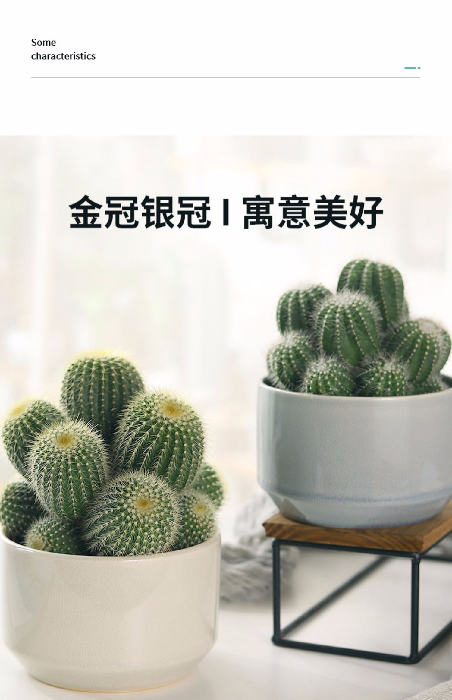 组合仙人掌盆栽办公室桌面电脑肉肉绿植室内n 多头红芙蓉【10#朴叶】