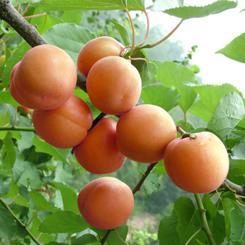 顺丰速运 正宗北京平谷北寨特产红杏 头茬红杏新鲜现摘酸甜杏精选孕妇