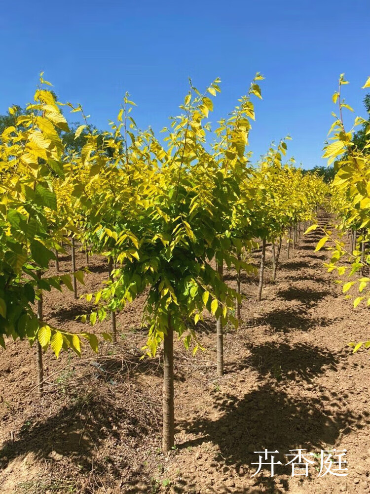 帅轩榆树苗庭院行道大型耐寒绿化风景树白榆榔榆垂榆黄金榆金叶榆树苗
