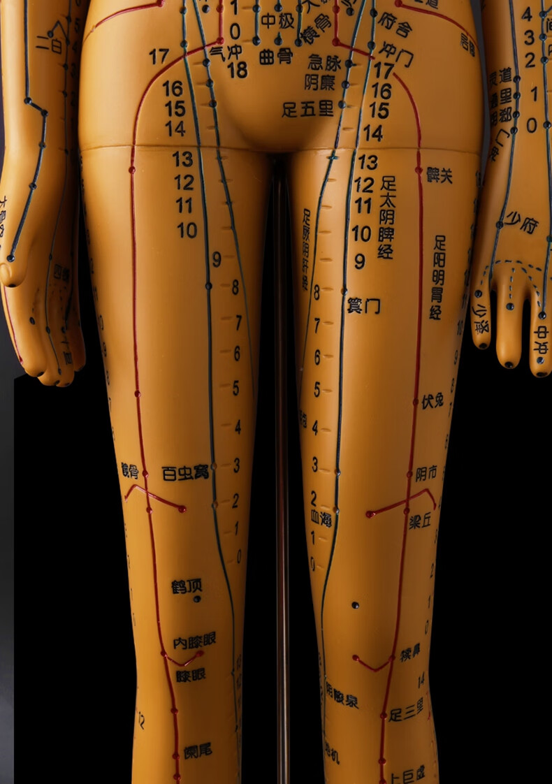 人体模型各部位介绍图片