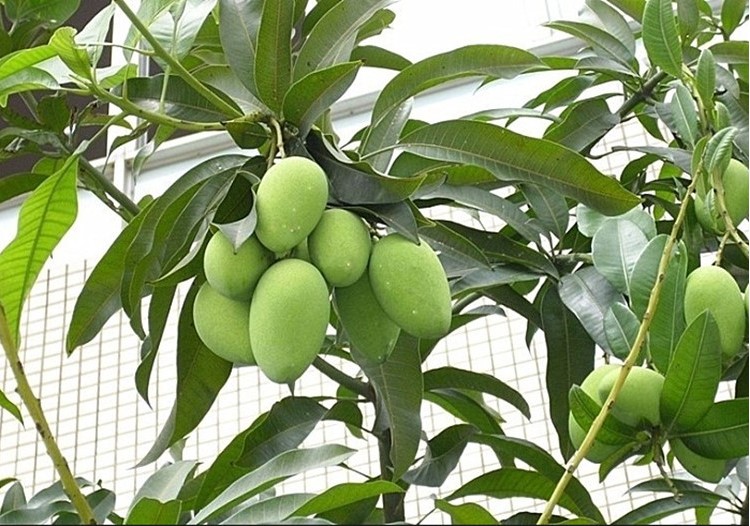 嫁接芒果树苗南北方种植凯特四季芒红象牙金煌芒当年结果透明81cm含