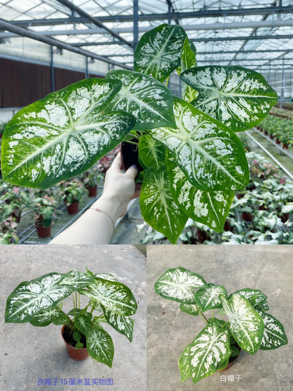 上海鲜花港 彩叶芋成品合集五彩芋成品网红观叶植物粉色飞溅红酒 粉红