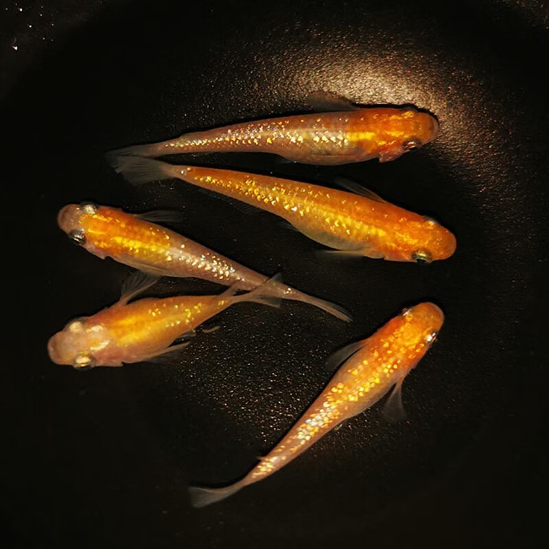 观背青鳉鱼活体活物星河星光干支小型鱼苗冷水淡水鱼超好养家养办公室