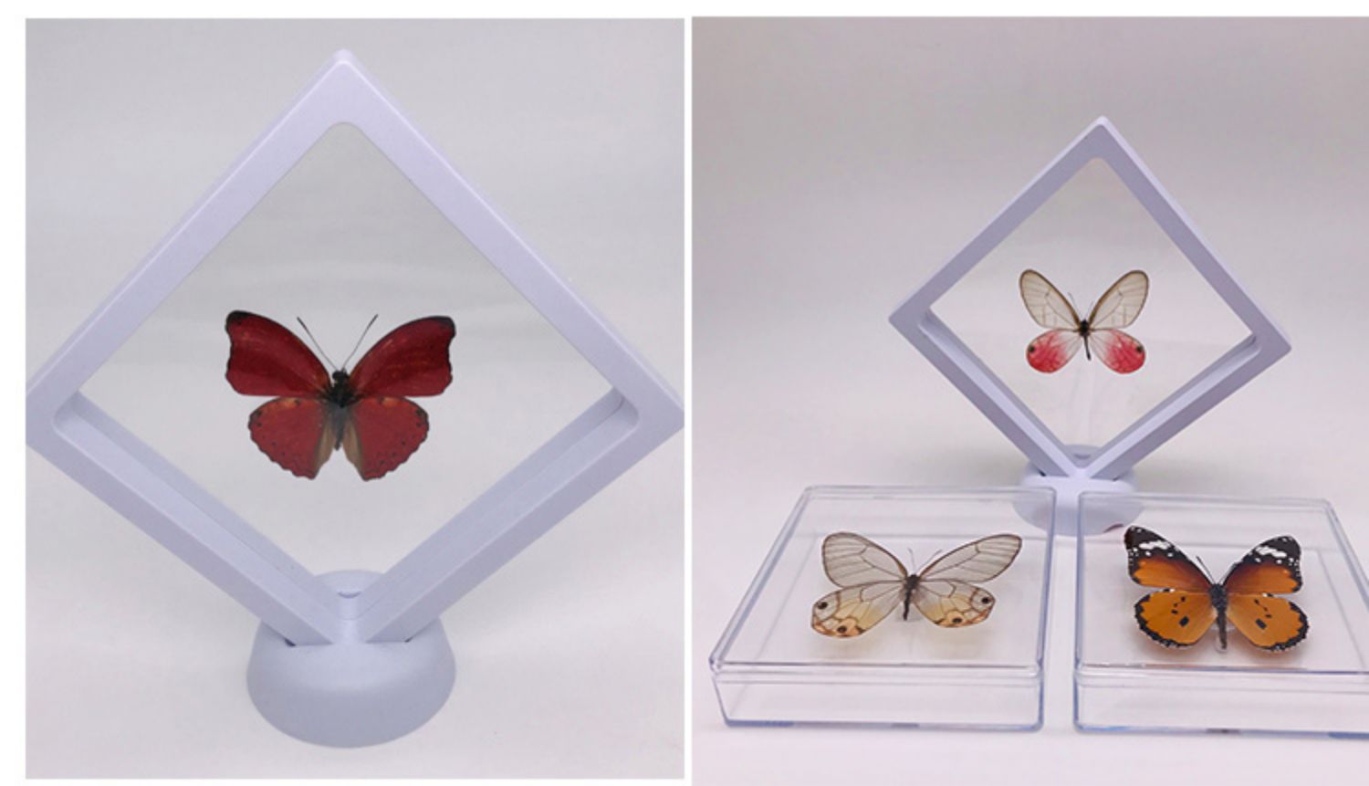 昆虫标本制作工具展翅板昆虫标本制作工具套装蝴蝶制作材料包标本盒