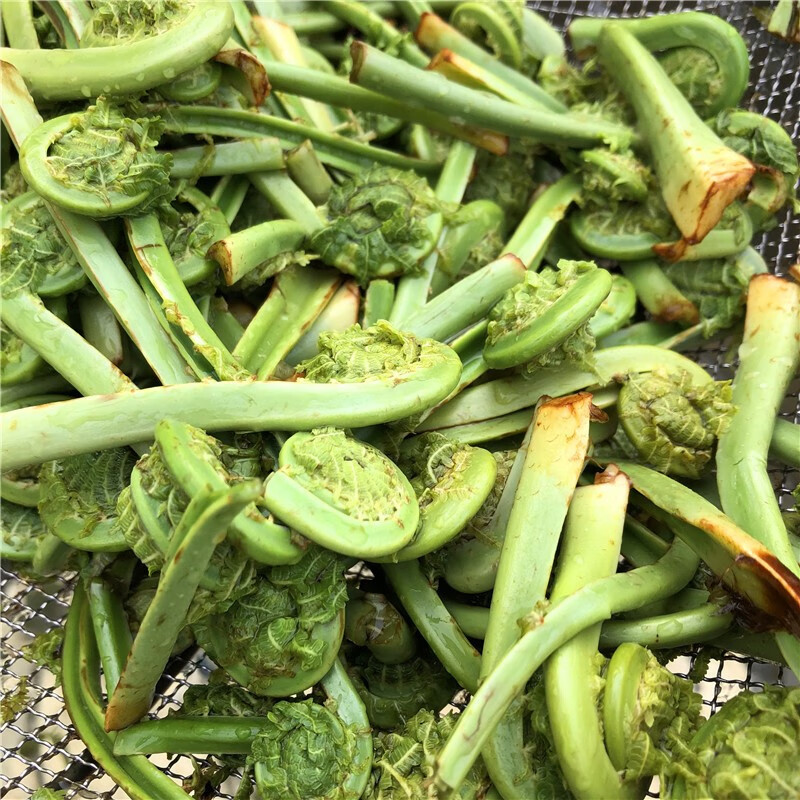 源外园东北长白山野菜广东菜黄瓜香新鲜冷冻蕨菜勾勾菜2斤 限区快递