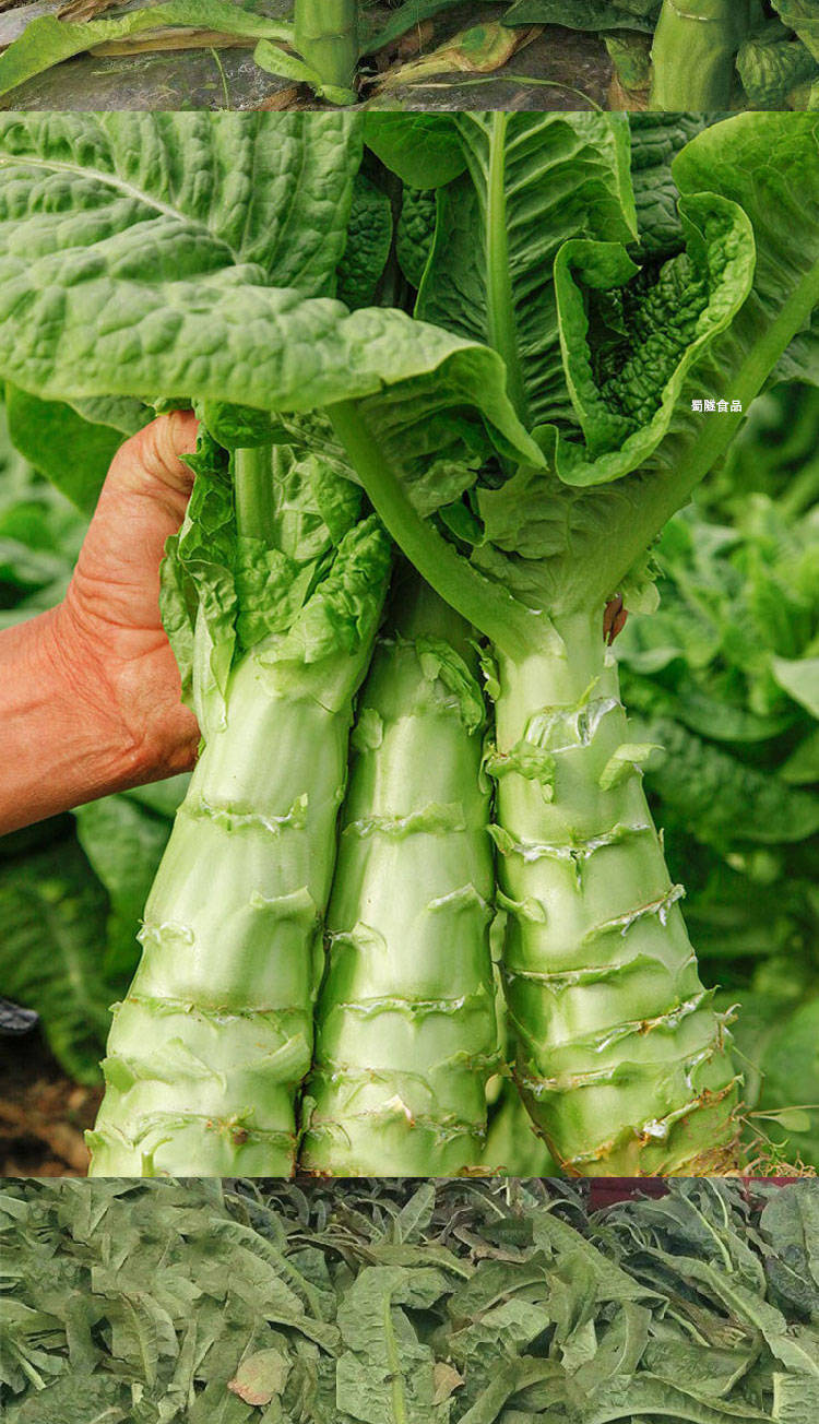 精品莴苣农家自种时令蔬菜现摘现发凤尾苣菜 净重5斤新鲜莴笋【图片