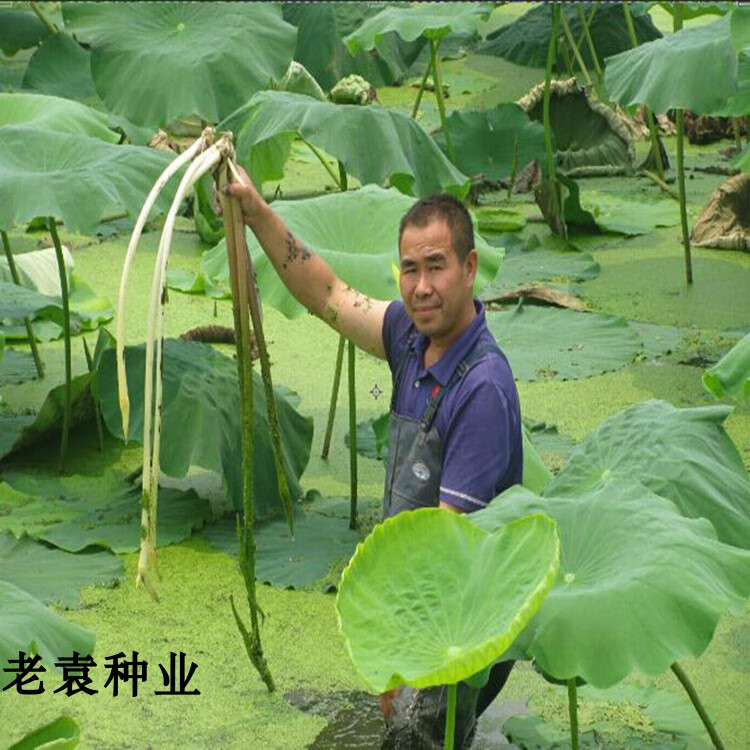 三季可種高產藕帶蓮種子水生植物食用蔬菜藕帶蓮子食用藕帶種子生吃