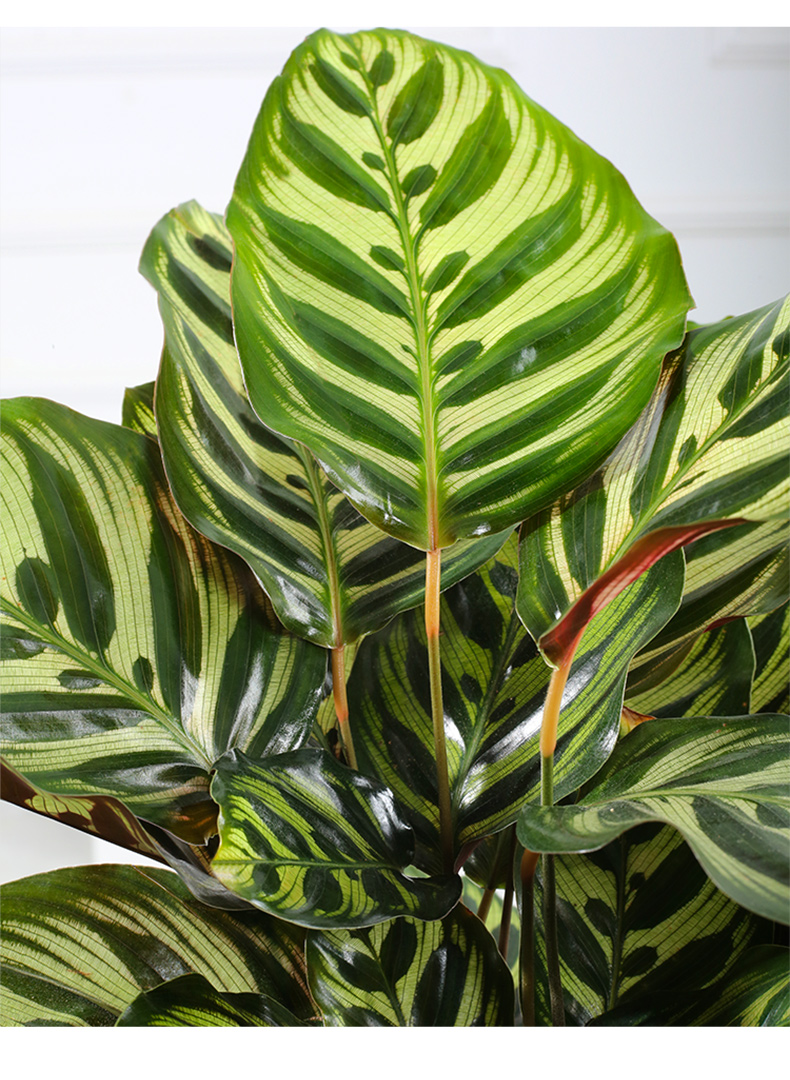 植物花办公室内红美丽绿植观叶花卉大颗孔雀竹芋淡雅梅青陶瓷盆铺面含