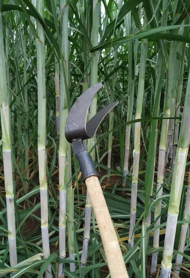 飓魁 农用剥甘蔗叶刀神器手工撕打甘蔗叶工具 扒除甘蔗修叶子刀拨叶2