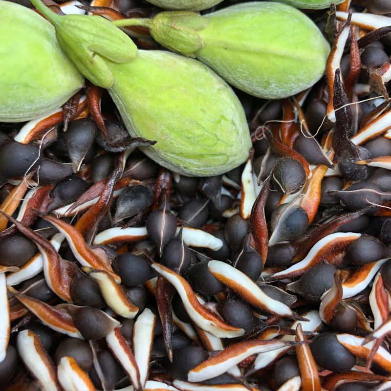 nsour奇楠沉香树苗沉香种仔奇楠沉香种子名贵树种白奇楠绿奇楠发芽率