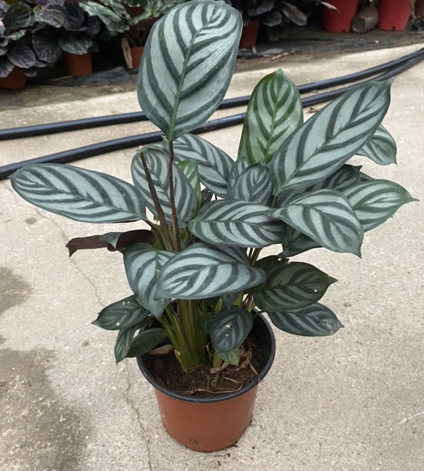 精品凤凰竹芋 孔雀竹芋(加仑盆)【图片 价格 品牌 报价】