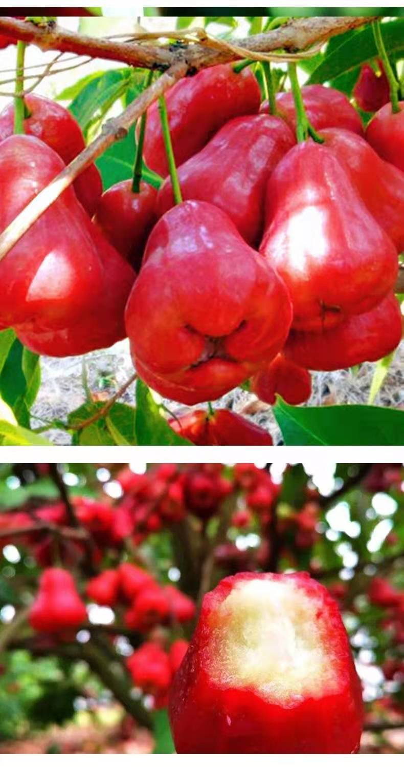 泰国黑金刚莲雾5斤正宗热带海南特产新鲜莲雾果当季水果 1斤【farmer