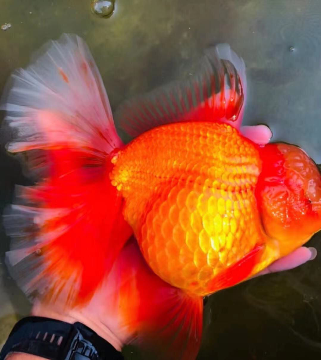 百褶精品原泰f1巨人百褶泰狮泰国进口招财红白狮子头鱼苗包活68cm精品