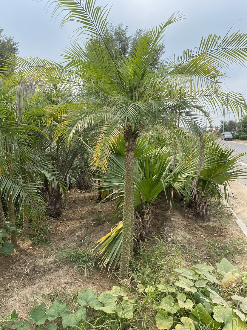 泰国椰子树美丽针葵盆栽软叶刺葵棕榈树室内盆栽绿植客厅大型盆栽 3