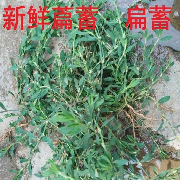 偉博新貨曬乾扁蓄 扁蓄 鳥蓼 扁竹 竹節草 豬牙草500克 幹扁蓄段50克