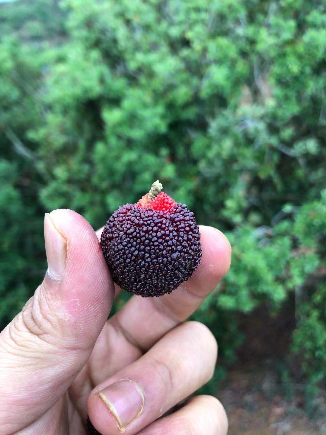 春光島正宗金灶烏蘇楊梅現摘現發烏酥楊梅潮汕新鮮楊梅吊蒂酥核梅2斤