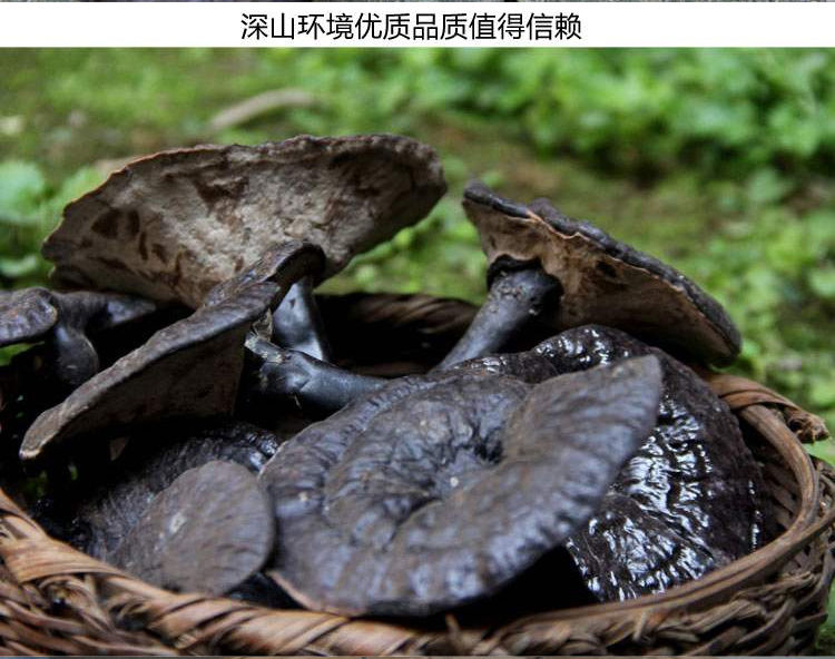 偉博正宗紫靈芝黑靈芝林芝整枝紫芝深山林海林芝甘香不苦 10釐米以下