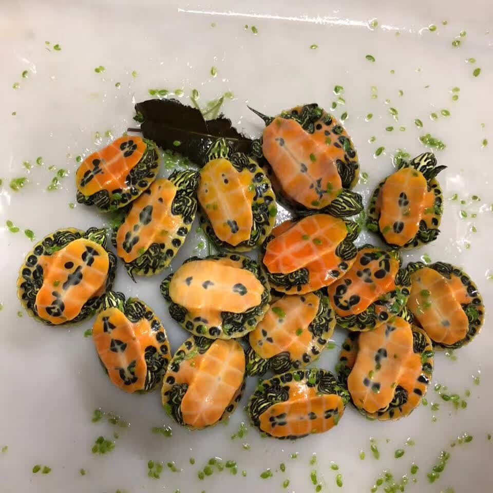 纯种宽纹火焰龟龟苗禄仔深海吃素龟深水吃粪龟素食龟冷水 全品火焰 全