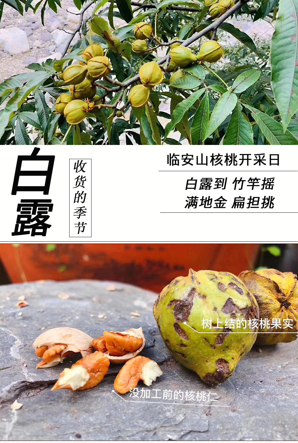 考拉与松鼠新货特好剥山核桃大籽218g 2罐坚果特产零食临安小核桃小胡桃 特好剥 椒盐味2罐 图片价格品牌报价 京东