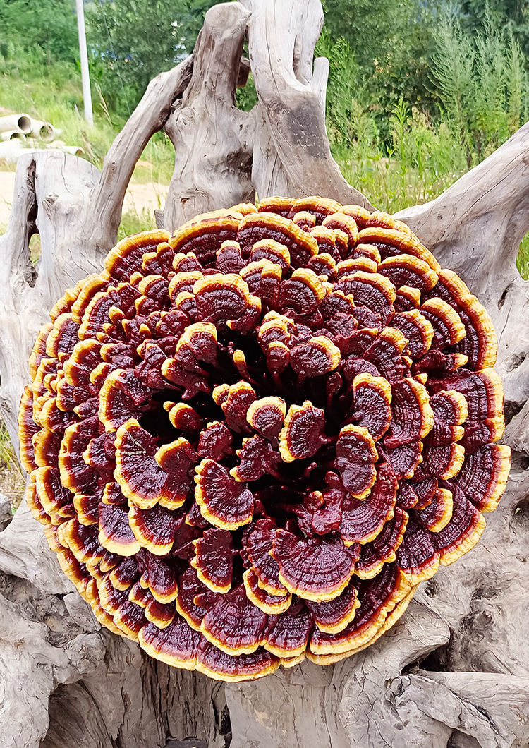 特价赤灵芝半野生灵芝干货大赤芝摆件观赏灵芝花盆景特大整枝灵芝 g