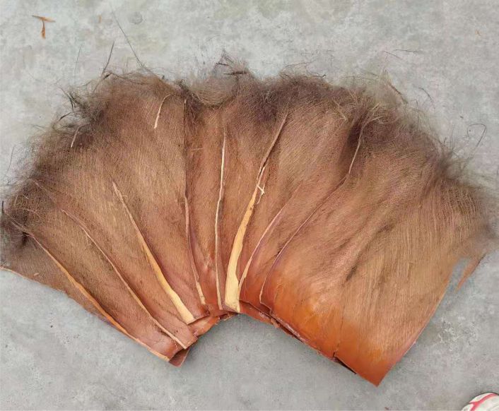 棕片棕树皮棕毛鬃蓑衣山棕榈丝茅草屋顶鲈鱼繁殖水质过滤绿萝棒柱 浩