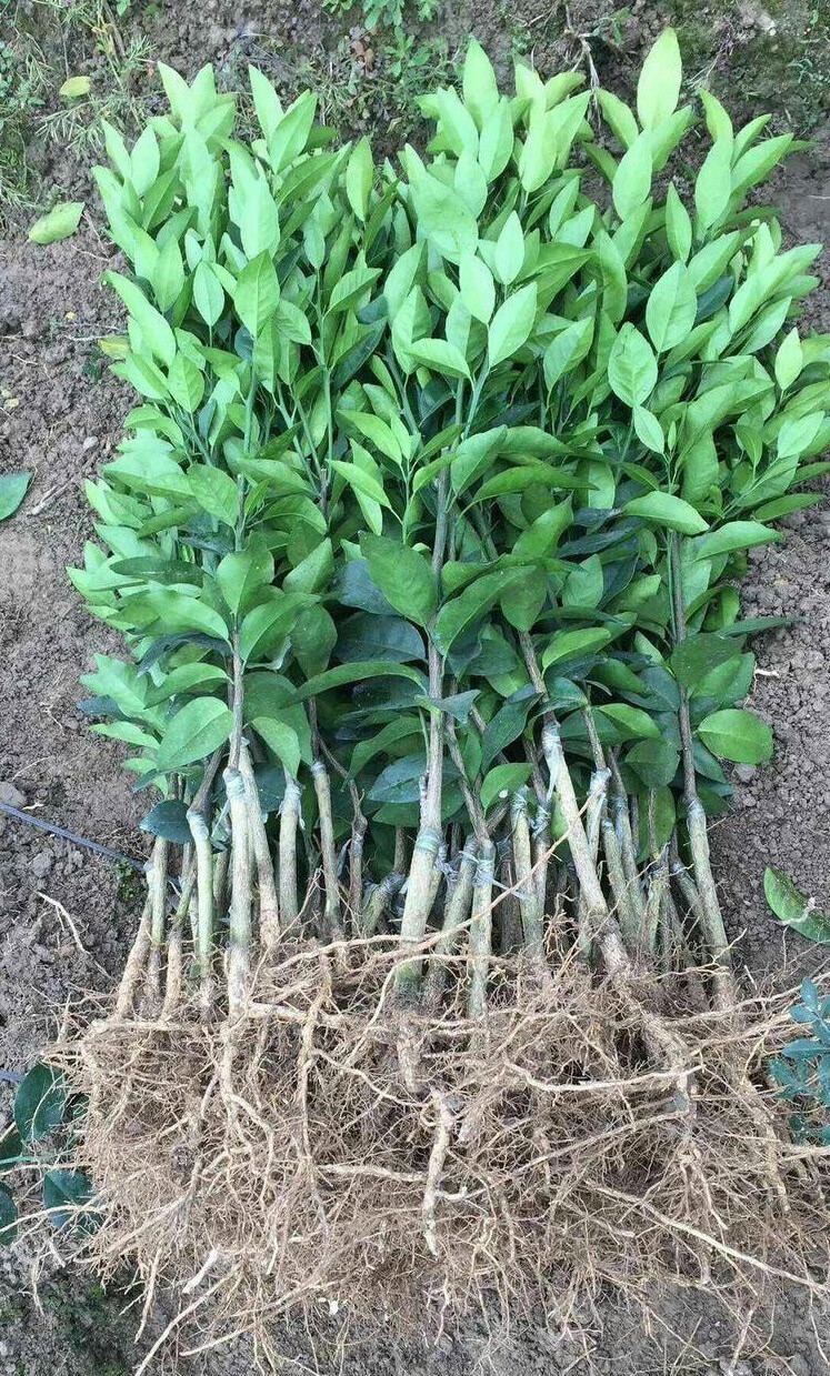 大果桔子树北方南方庭院甜沙糖柑桔四季种植 东方红桔 3年苗子【图片