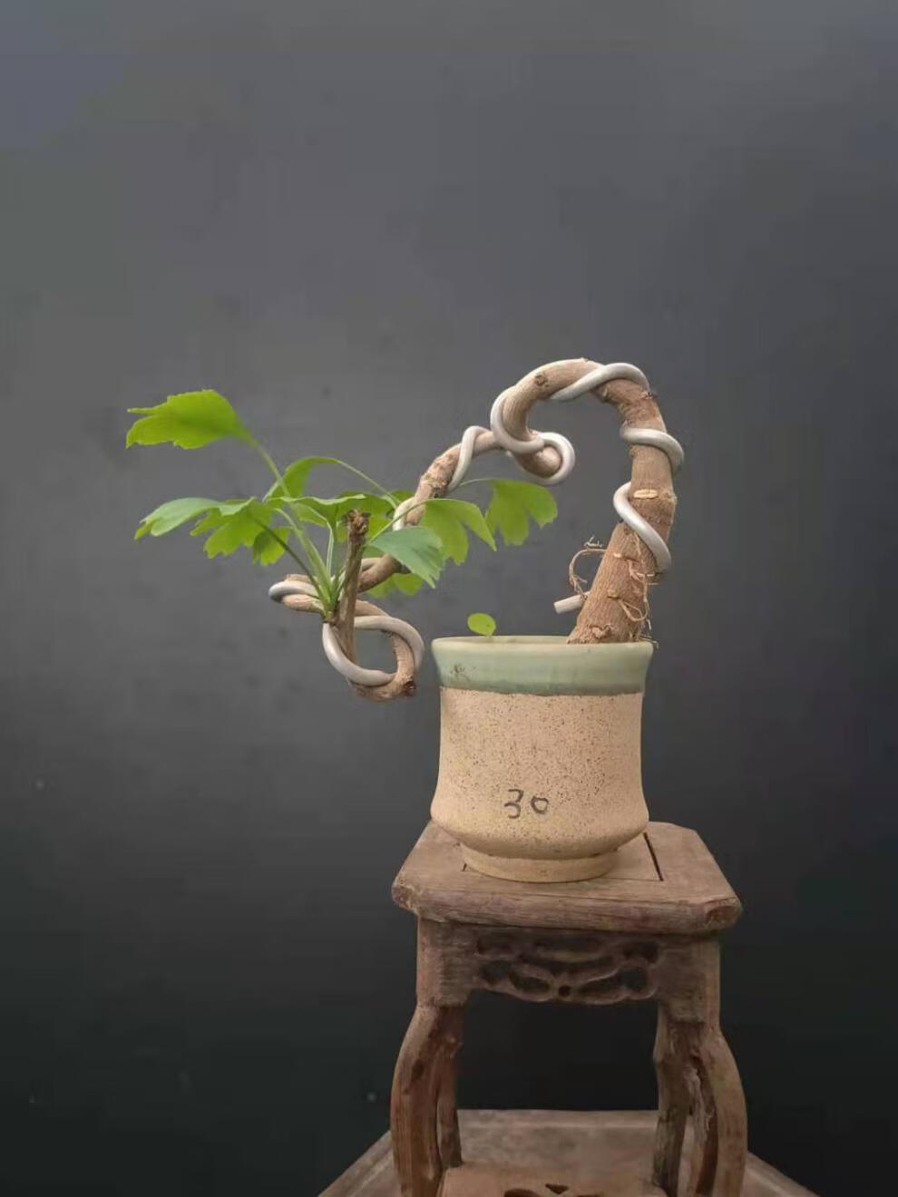 银杏新款造型盆景小桩办公桌绿植植物银杏造型盆景28带盆栽好