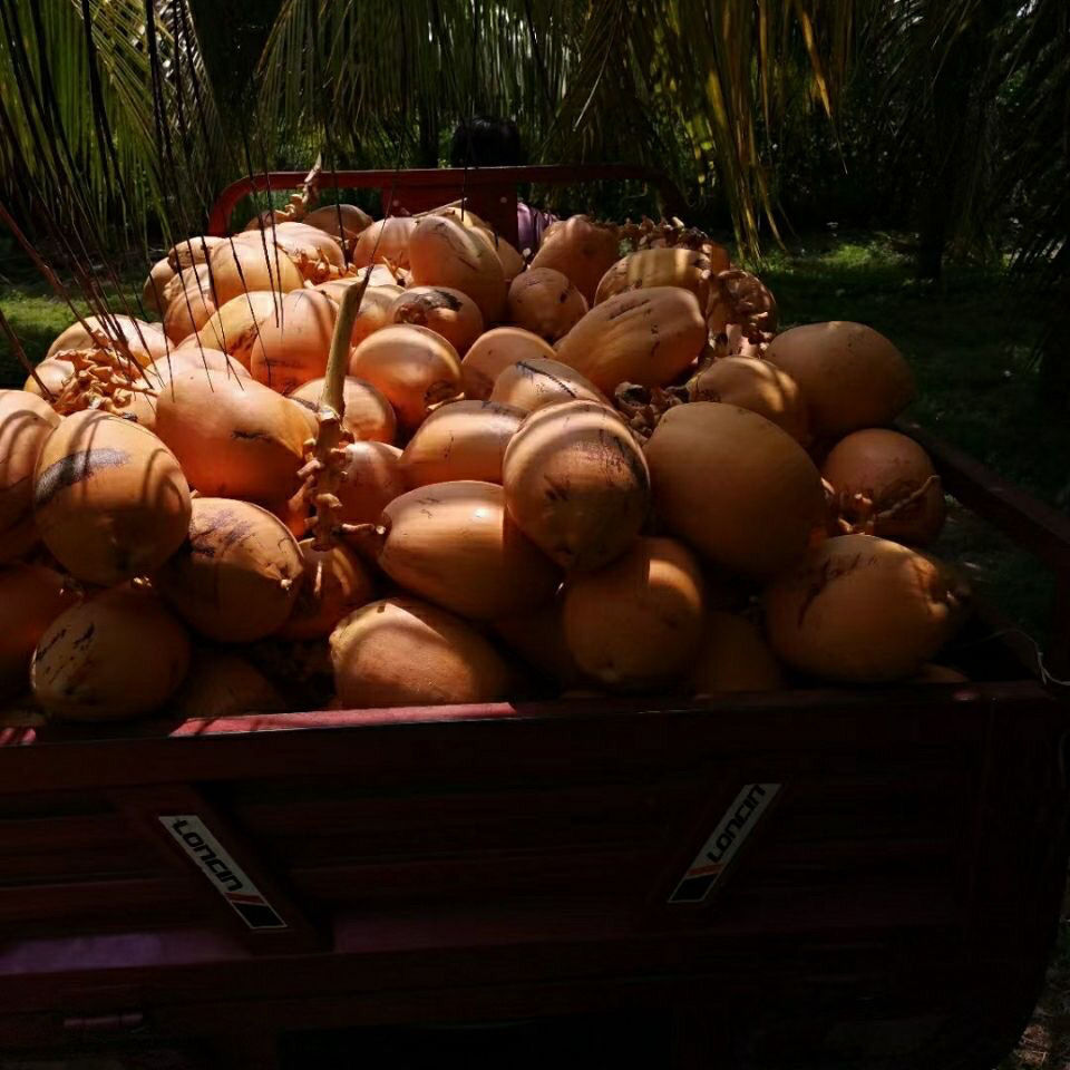 海南金椰现摘新鲜带皮椰青黄金椰子当季孕妇水果补羊水黄椰整箱 黄金