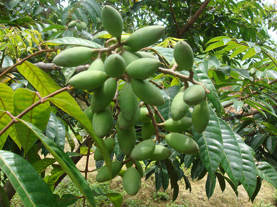 坏果包赔青橄榄新鲜橄榄现摘青果孕妇煲汤水果闽清老树檀香榄福建青