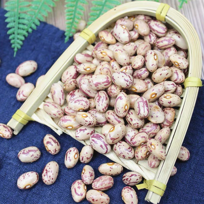 云南雀蛋豆 新货云南农家自种金丝豆红花豆奶花豆芸豆类杂粮粗粮 雀蛋