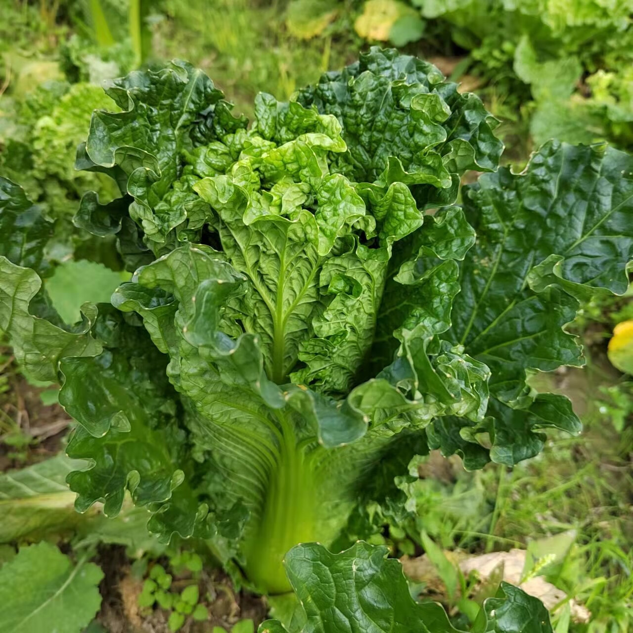州农家露天自种青口白新鲜蔬菜青麻叶大白菜青白口自然成熟 1501